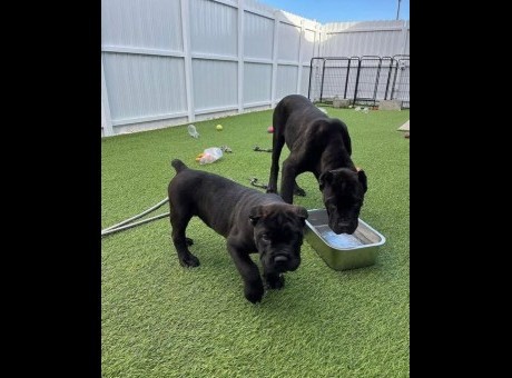 cane corso3.jpg